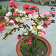 海棠花盆栽樹(shù)苗盆景耐寒老樁庭院陽(yáng)臺植物室內花卉四季長(cháng)壽開(kāi)花 復色海棠/精品特大苗開(kāi)花爆滿(mǎn)