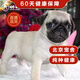 帥帥名寵 北京犬舍  純種 巴哥犬純種幼犬哈巴狗活 短毛小奶狗 血統(tǒng)級五