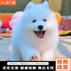 寵六福純種薩摩耶幼犬幼崽熊版寵物狗狗活體小狗活物 寵物級 公
