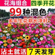 耐寒花種多年生野花組合種子四季開花不斷花籽庭院易種活室外花卉 高發(fā)芽率：混色野花組合1斤+肥