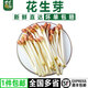 千牛優(yōu)福新鮮花生芽1-5斤食用花生苗生鮮蔬菜芽苗長壽芽燙火鍋 2斤