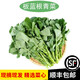 新鮮板藍根青菜食用菘油一號白灼清炒清甜爽口酒店特色蔬菜心順豐 1500g爽口回甜 順豐