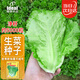IDEAL理想農(nóng)業(yè) 生菜種子四季耐抽薹蔬菜種籽盆栽種植生菜種子 約5000粒