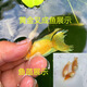 黃金叉尾斗魚(yú)活體觀(guān)賞魚(yú)中國斗魚(yú)招財魚(yú)黃金斗魚(yú)玄黃斗魚(yú)普叉好養 黃金魚(yú)苗2公分一條