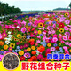 蓿蕾多年生野花組合種子四季播種開(kāi)花不斷草花花卉籽易活波斯菊格?；?多彩花境寶藏組合 - 四季有花 【精品凈籽】一斤裝野花組合