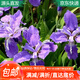 萌肉居鳶尾花花大苗 庭院地栽 水生植物 藍花鳶尾 藍花燕尾10顆源頭直發(fā)