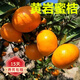 歐悟黃巖無核蜜桔樹苗 桔子樹苗 蜜橘當(dāng)年結(jié)果盆栽地栽陽臺庭院果樹苗 10年大苗