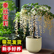 垂絲茉莉盆栽帶花苞室內感陽(yáng)臺綠植好養易活四季花卉陶瓷花盆 垂絲茉莉一年小苗15-20cm