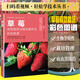 草莓高效栽培與病蟲害防治彩色圖譜 掃碼看視頻 簡單學技術叢書  種苗繁育技術 草莓病蟲害防治技術 草莓高效栽培與病蟲害防治 無規(guī)格