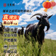 羊家旺 寧夏灘羊黑山羊整只禮盒 20斤整只按單現(xiàn)宰全羊源頭直發(fā)包郵