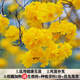 芬嵐黃花風(fēng)鈴木樹苗庭院觀花風(fēng)景樹苗多花風(fēng)鈴樹木小苗紅花紫花品種 【黃花】25-30高【1棵】帶土發(fā)貨-送生根粉 50cm(含)-60cm(不含)