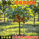 藝林谷獼猴桃樹(shù)苗紅心獼猴桃樹(shù)苗盆栽地栽徐香獼猴桃苗南北方種植果樹(shù)苗 5年苗大苗當年結嫁接公母同株