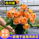 臨雅果汁陽(yáng)臺月季盆栽花苗特大花四季開(kāi)花卉玫瑰帶花苞陽(yáng)臺植物紅果汁 【帶花帶花苞】果汁陽(yáng)臺1加侖盆