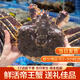 【活鮮】鮮活帝王蟹 海鮮水產(chǎn)深海大螃蟹海鮮年貨 （奢華大蟹）3.7-4.0斤/只