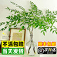 京悠雨德國(guó)品質(zhì)南天竹水培植物室內(nèi)好養(yǎng)水養(yǎng)帶根客廳綠植盆栽火焰真樹(shù)苗 【嚴(yán)選】南天竹20-30cm高*1棵(送營(yíng)養(yǎng)液) 不含盆