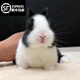 夢(mèng)茜兒（MEXEMINA）兔子活物侏儒兔鳳眼小型茶杯兔長(cháng)不大不咬人寵物荷蘭垂耳兔子活體 黑白侏儒兔【公母可選】