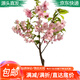 萌肉居 櫻花苗 櫻花樹(shù)苗嫁接早櫻晚櫻盆栽庭院綠化苗/2CM粗1棵源頭直發(fā)