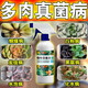 多肉黑斑病專用改善真菌煙煤黑腐病化水掉葉白粉病肥料營(yíng)養(yǎng)液菌靈 多肉殺菌【3瓶】2送1