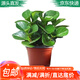 萌肉居碧玉盆栽豆瓣綠室內綠植客廳植物/豆瓣綠原盆土+備用盆源頭直發(fā)