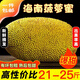 禧友鮮 海南菠蘿蜜整個(gè)新鮮水果 黃肉干苞 熱帶樹(shù)菠蘿 波羅蜜順豐可選 21-25斤店長(zhǎng)推薦 高性?xún)r(jià)比