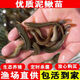 泥鰍活體魚(yú)苗淡水養殖批發(fā)附近本地臺灣大種泥鰍魚(yú)筏釣體放生活餌飼料魚(yú)泥鰍苗 50條3-5厘米泥鰍苗【多發(fā)10條防損】