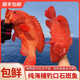 海南西沙野生海魚(yú)紅瓜子斑魚(yú)紅九棘鱸打邊爐新鮮紅石斑魚(yú)深海捕撈 1.5斤一條