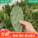 急兔仙人掌葉片可嫁接蟹爪蘭開花無根仙人掌葉片約10厘米6片源頭直發(fā)