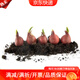 花琴郁金香種球水土培植物綠植花卉盆栽種球隨機色10個(gè)球源頭直發(fā)
