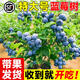 藍莓樹(shù)果苗特大號盆栽帶果發(fā)貨南北方庭院種植室外地栽果樹(shù)藍莓苗 【馬上結果】L11  高50-60cm 30cm(含)-40cm(不含)