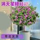景郁春 JIRYUCUR滿天星盆栽獨(dú)桿帶花苞陽(yáng)臺(tái)庭院滿天星高35-40cm棒棒糖型源頭直發(fā)