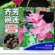 貝意品水培植物碗蓮花卉室內(nèi)花好養(yǎng)四季開(kāi)花種子籽水養(yǎng)荷花盆栽客廳睡蓮