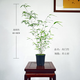 華香蘭藝內門(mén)竹文竹盆栽室內禪意綠植書(shū)房茶室創(chuàng  )意盆景辦公室桌面竹子盆栽 【內門(mén)竹約5桿】高約60-80cm 原盆原土發(fā)貨