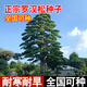 旺之春羅漢松種籽正宗樹(shù)種子庭院種植子耐寒樹(shù)迎客松四季常青羅漢竹種子 羅漢松種子20粒裝