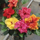 丹麥木槿開(kāi)花花苞木槿花陽(yáng)臺重瓣花卉朱槿盆栽扶桑植物牡丹四季 五色木槿必有阿波羅【發(fā)4顆】