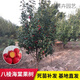 八棱海棠果樹(shù)苗海棠植物  庭院 別墅 盆栽地栽南北方種植 大秋果水果苗 觀(guān)賞植物大型風(fēng)景樹(shù) 10年苗