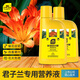 史丹利君子蘭開(kāi)花肥料專(zhuān)用腰肥土促箭拔箭上箭劑素有機生根營(yíng)養液 君子蘭營(yíng)養液500ml
