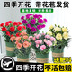 康乃馨盆栽帶花苞四季花卉室內(nèi)花陽臺石竹觀花植物好養(yǎng)易活大花苗 大紅色(帶花苞四季開花)送肥料 含盆