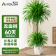 愛優(yōu)尚龍血樹綠植盆栽龍須樹室內(nèi)辦公室客廳造型大型落地植物源頭直發(fā)