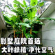 大葉綠植觀(guān)賞芭蕉樹(shù)苗好養活芭蕉苗南北四季種植盆栽地栽室內陽(yáng)臺 綠化香蕉 20厘米高3顆
