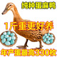 純種麻鴨活苗一斤高產(chǎn)綠殼蛋鴨苗小鴨苗下蛋鴨脫溫鴨水鴨土鴨活的 8兩-1斤麻鴨6只(5母1公)