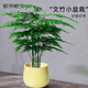 植男植女文竹客廳桌面盆栽室內花卉辦公室水培綠植物源頭直發(fā)