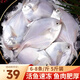漁游記 鯧魚青島銀鯧魚海捕小白鯧魚新鮮冷凍海平魚昌魚速凍海鮮水產(chǎn) 6-8條/斤*5斤