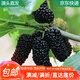 萌肉居桑葚苗無(wú)籽果樹(shù)苗大葉桑樹(shù)苗南北方種植約2cm粗1顆源頭直發(fā)