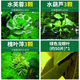 瘋狂水草烏龜造景龜缸植物水草浮萍水培植物水生植物護(hù)龜套餐源頭直發(fā)包郵