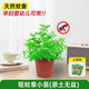 創(chuàng)京鑫選德國(guó)品質(zhì)驅(qū)蚊草盆栽植物室外室內(nèi)綠植祛蚊種籽子庭院香葉天竺葵開 驅(qū)蚊神器驅(qū)蚊草小苗原土無盆送