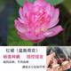 碗蓮種藕根莖帶芽小型花苗水培植物四季室內荷花盆栽睡蓮花卉開(kāi)花 紅裙 否