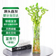 萌肉居富貴竹水培綠植轉運竹花卉10根約50cm高富貴彎竹不含瓶源頭直發(fā)