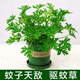 驅(qū)蚊草綠植驅(qū)蚊植物室內(nèi)防蚊香草驅(qū)蚊子綠植花卉香葉天竺葵盆栽地 原土球發(fā)貨 驅(qū)蚊草一盆