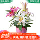 萌肉居百合花種球觀(guān)花植物花卉四季好養百合花種球栽好發(fā)源頭直發(fā)