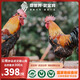 微世界云南·妙品武定跑山雞·自然慢長(cháng)300天土雞 順豐生鮮云雞3 -3.6斤